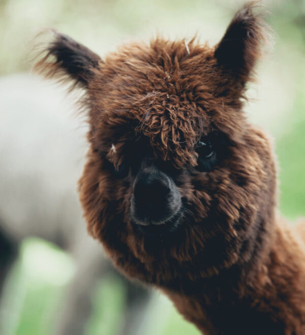 alpacas_dolomites_hotel