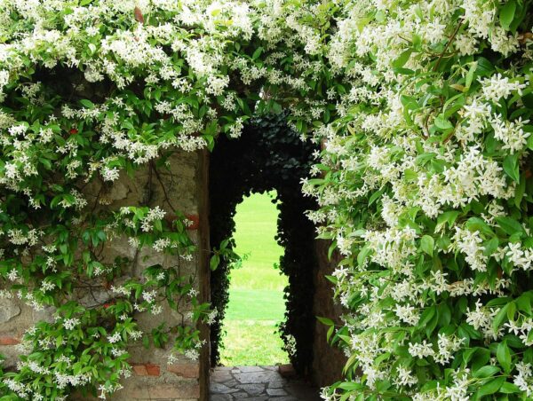 flowers in the villa